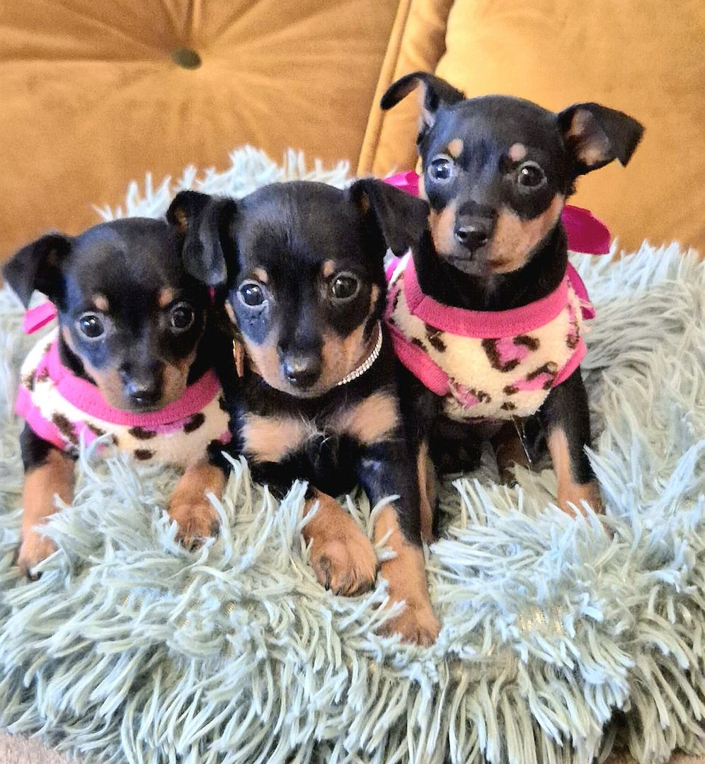 Prager Rattler Welpen männlich und weiblich