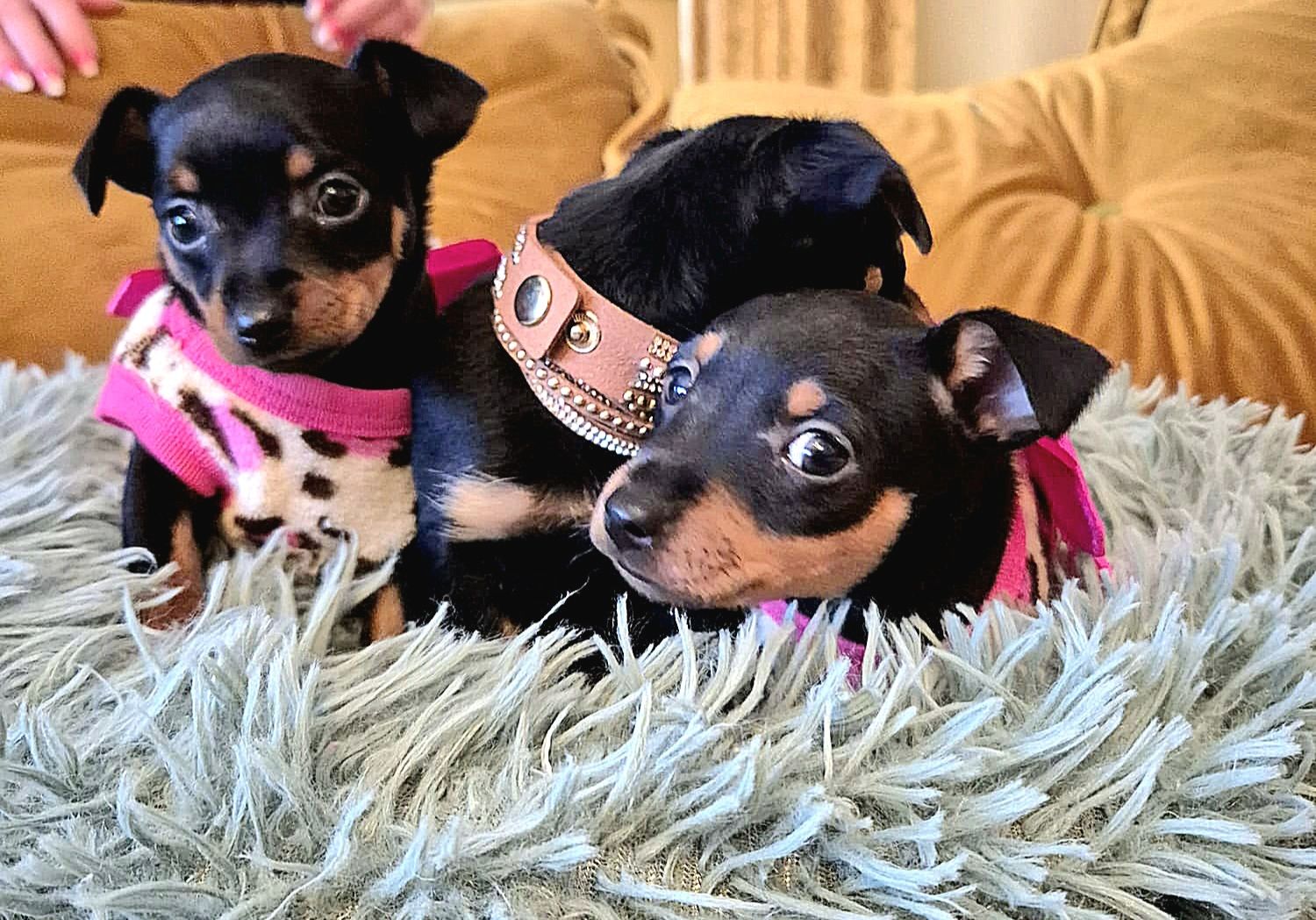 Prager Rattler Welpen männlich und weiblich