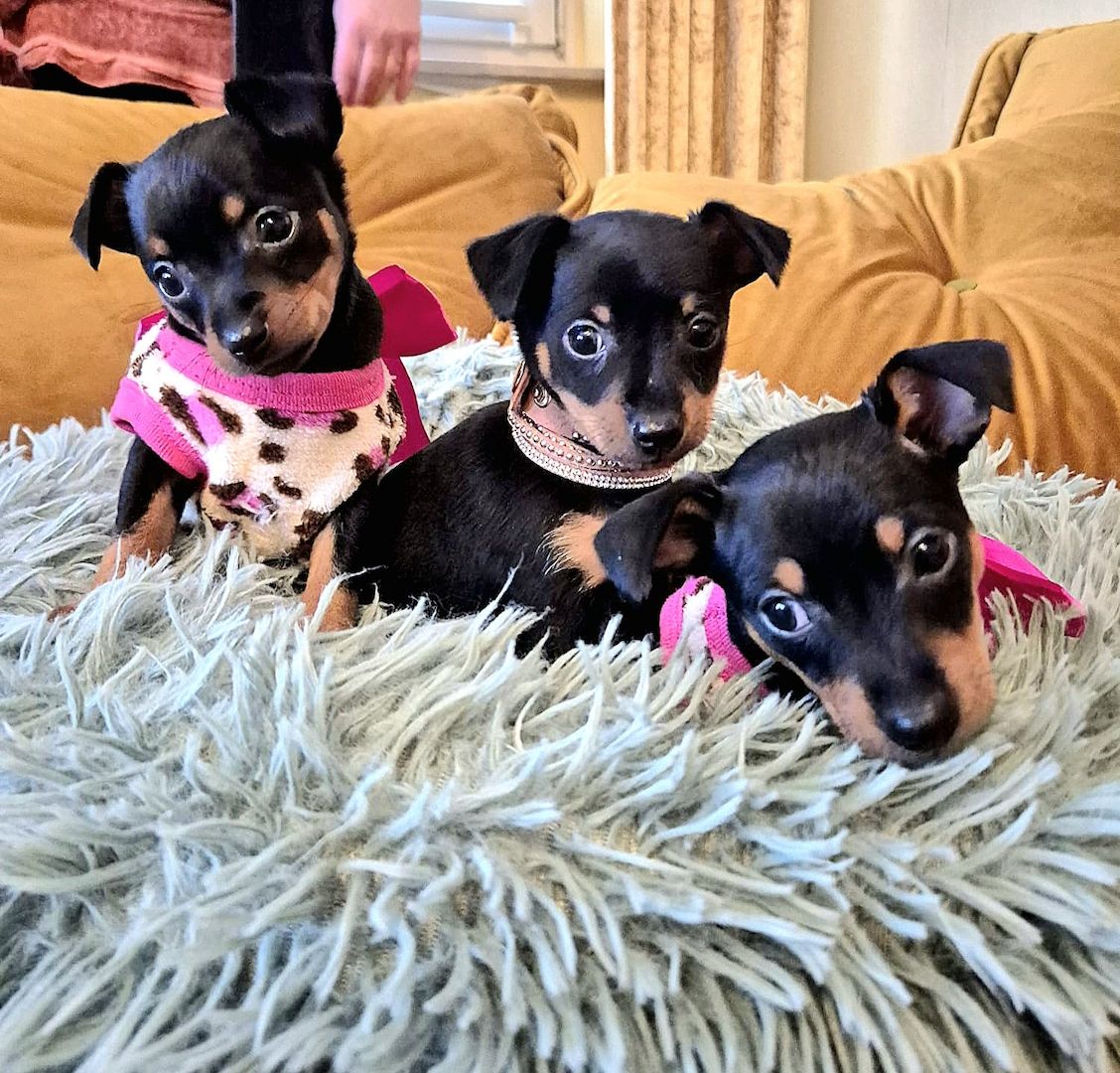 Prager Rattler Welpen männlich und weiblich