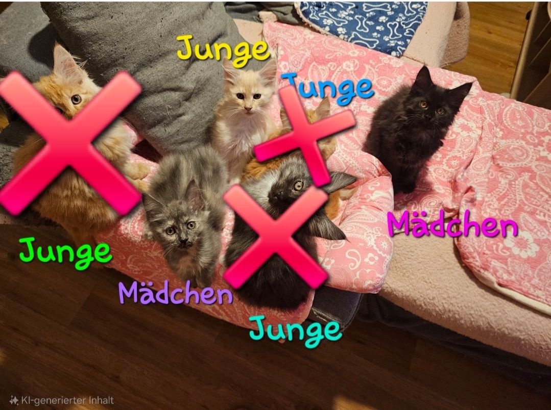 4 zauberhaftes Maine Coon Kitten 4 zauberhaftes Maine Coon Kitten