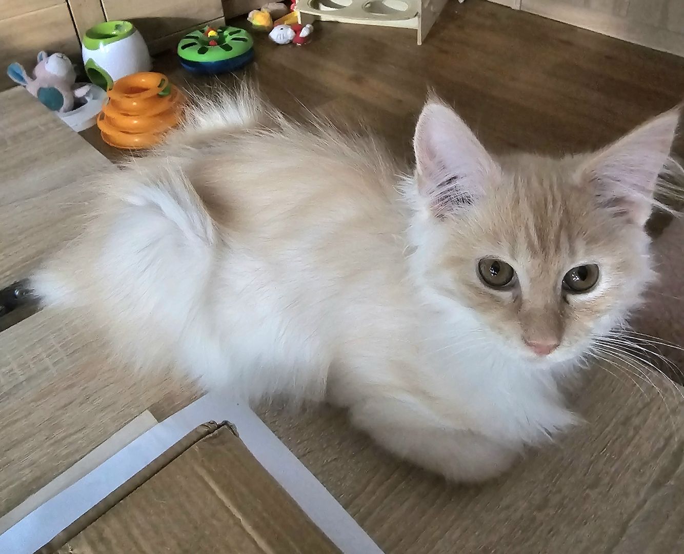 4 zauberhaftes Maine Coon Kitten 4 zauberhaftes Maine Coon Kitten