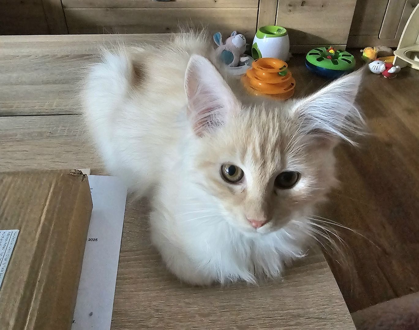 4 zauberhaftes Maine Coon Kitten 4 zauberhaftes Maine Coon Kitten