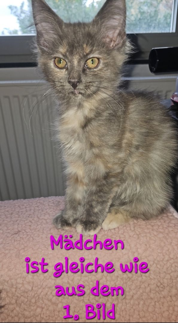 4 zauberhaftes Maine Coon Kitten 4 zauberhaftes Maine Coon Kitten