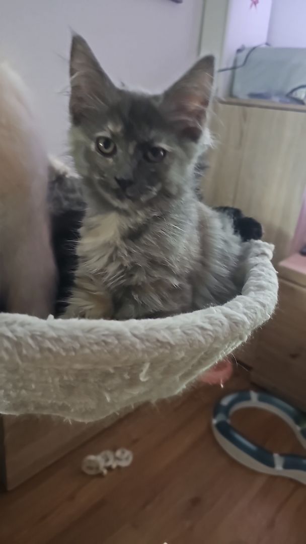 4 zauberhaftes Maine Coon Kitten 4 zauberhaftes Maine Coon Kitten