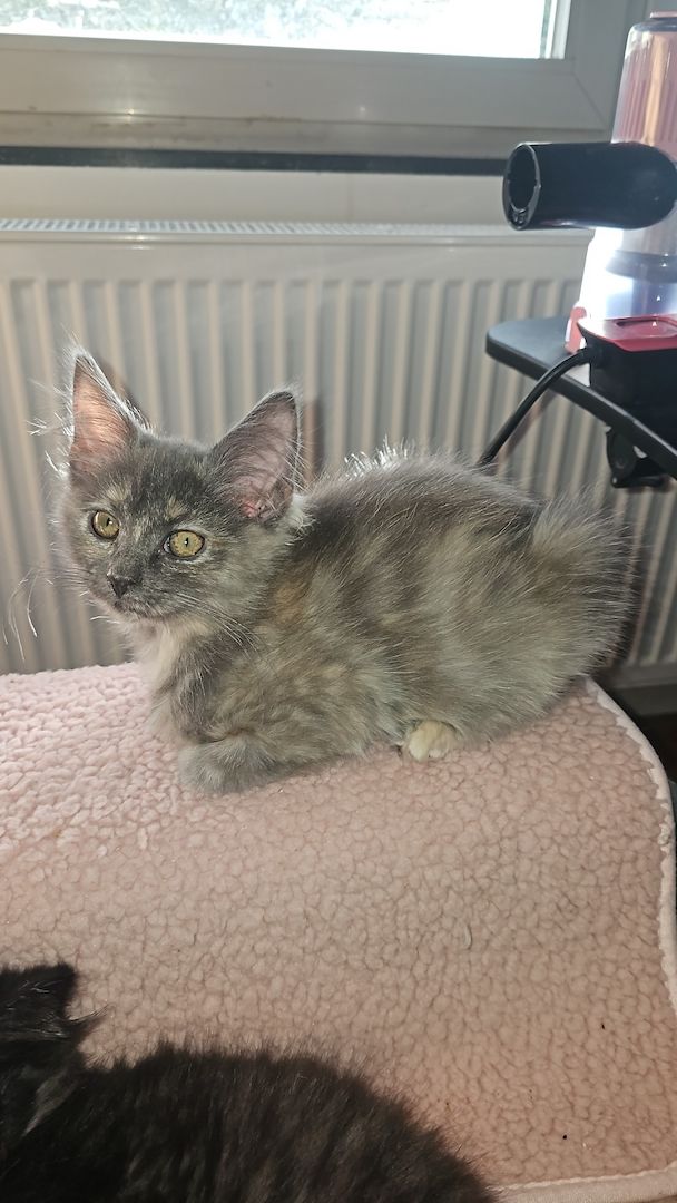 4 zauberhaftes Maine Coon Kitten 4 zauberhaftes Maine Coon Kitten