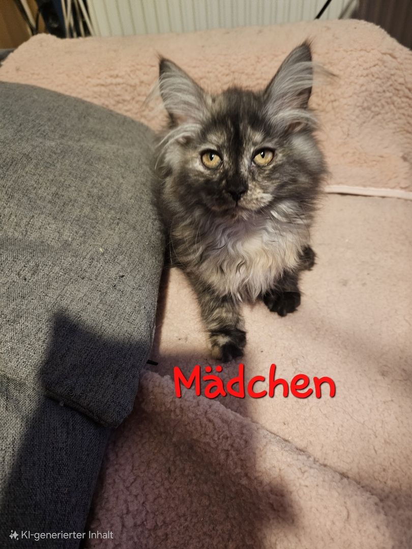 4 zauberhaftes Maine Coon Kitten 4 zauberhaftes Maine Coon Kitten