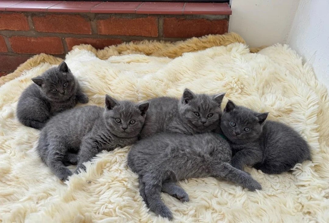 Britisch Kurzhaar-Kätzchen Britisch Kurzhaar-Kätzchen