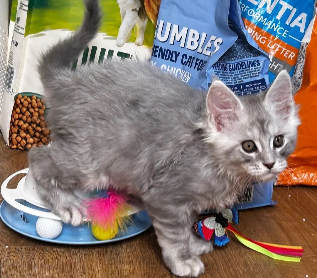 Wunderschöne Maine-Coon-Kätzchen