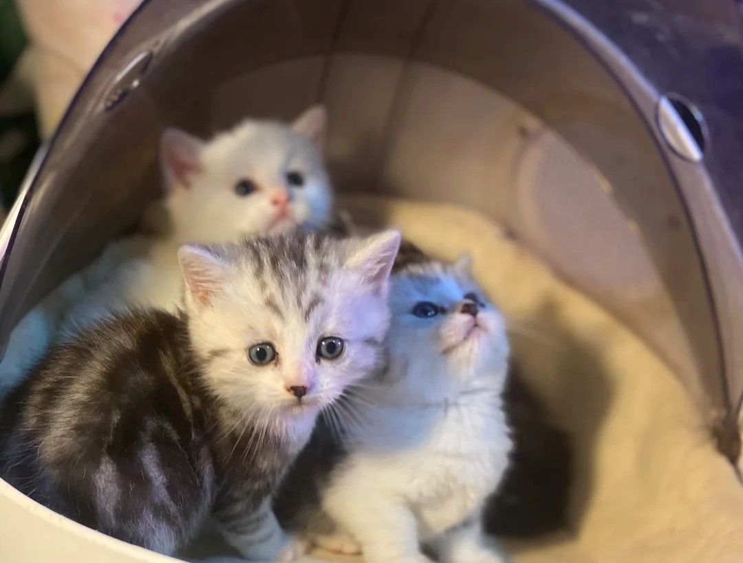 Munchkin-Kätzchen Munchkin-Kätzchen