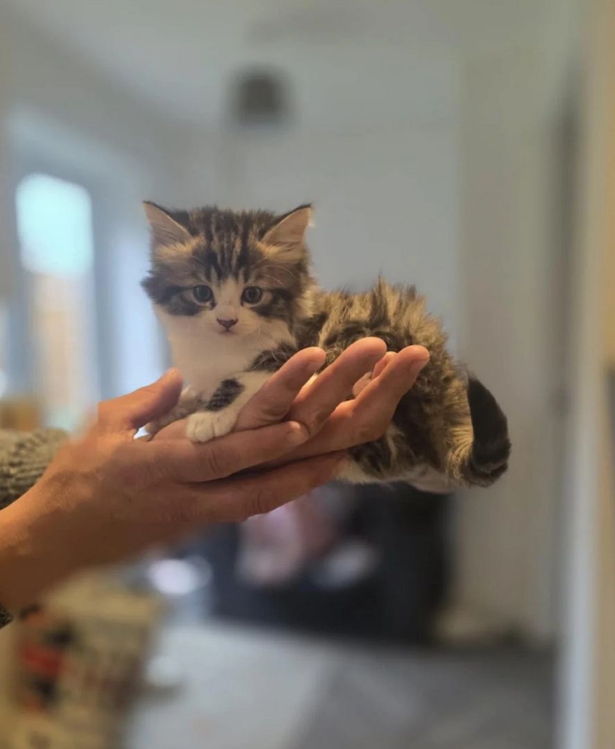 Norwegische Waldkatze Norwegische Waldkatze