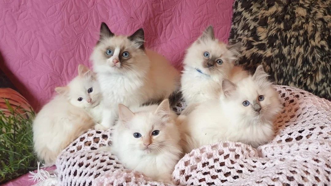 Ragdoll-Kätzchen verfügbar