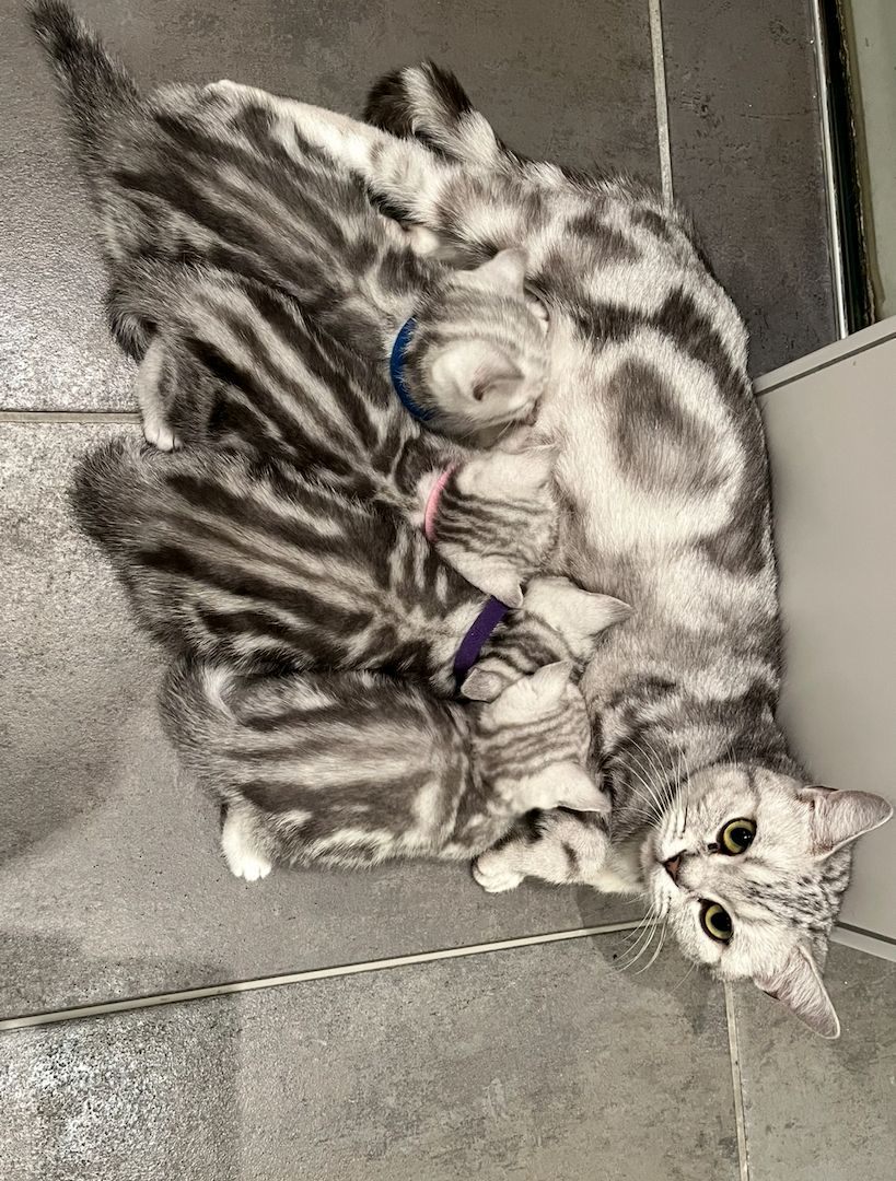 Bkh Kitten Britsch Kurzhaar Black Silver Tabby Whiskas Bkh Kitten Britsch Kurzhaar Black Silver Tabby Whiskas