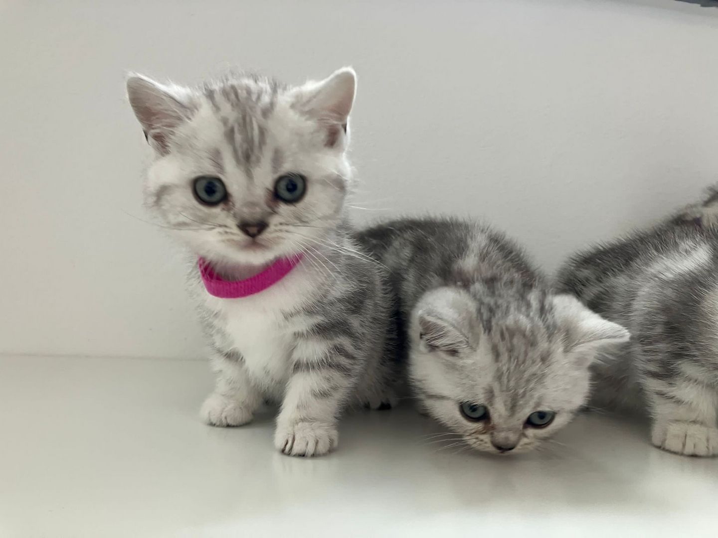 Bkh Kitten Britsch Kurzhaar Black Silver Tabby Whiskas Bkh Kitten Britsch Kurzhaar Black Silver Tabby Whiskas