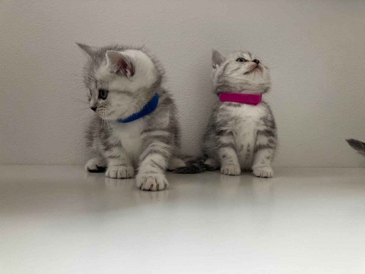 Bkh Kitten Britsch Kurzhaar Black Silver Tabby Whiskas Bkh Kitten Britsch Kurzhaar Black Silver Tabby Whiskas