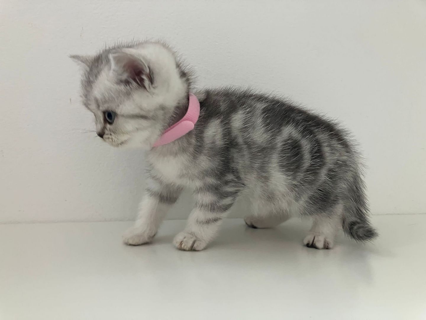 Bkh Kitten Britsch Kurzhaar Black Silver Tabby Whiskas Bkh Kitten Britsch Kurzhaar Black Silver Tabby Whiskas