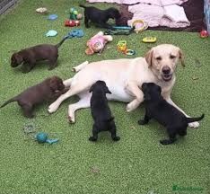 🐾 Labrador Retriever Welpen – Liebevolles Zuhause gesucht!