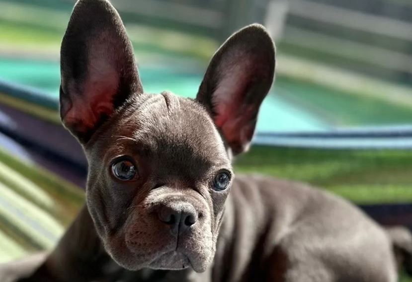 Reinrassige Französische Bulldogge Welpen