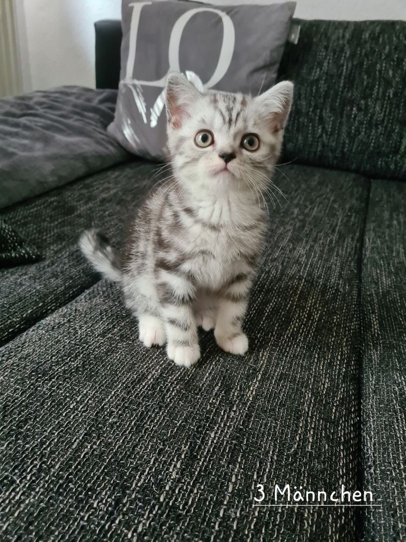 Süße BKH Kitten abzugeben