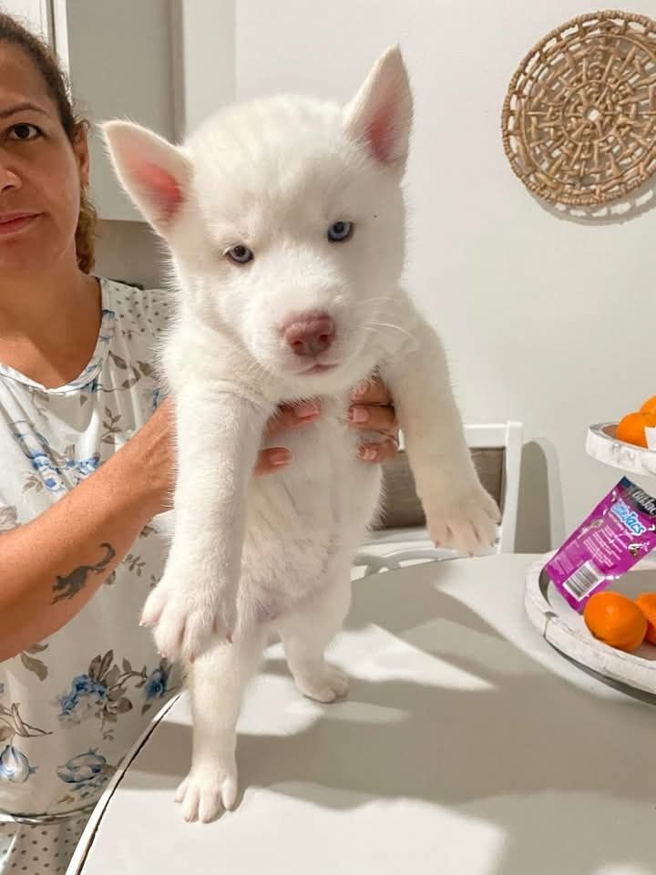 Niedliche Siberian Husky Welpen suchen ein neues Zuhause.