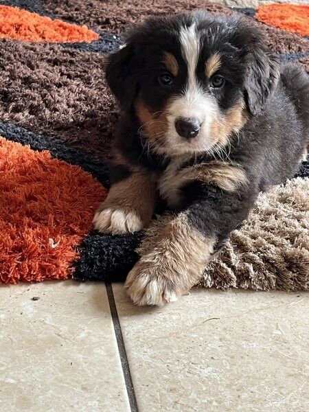 Berner Sennenhundwelpen abzugeben