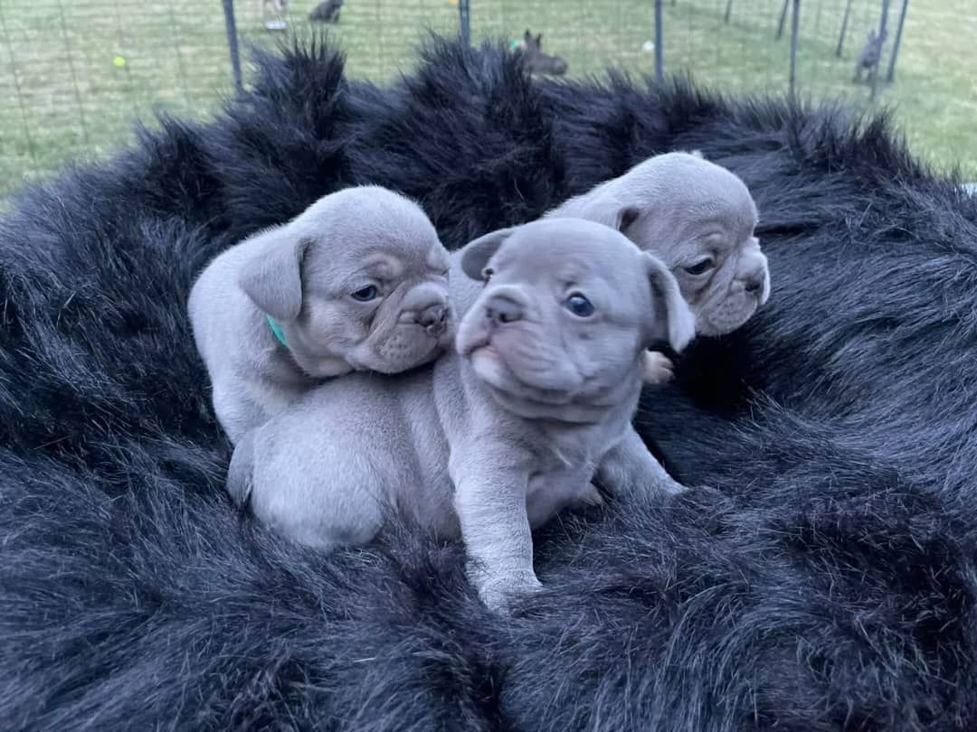 Blaue französische Bulldoggenwelpen (weiblich) Blaue französische Bulldoggenwelpen (weiblich)