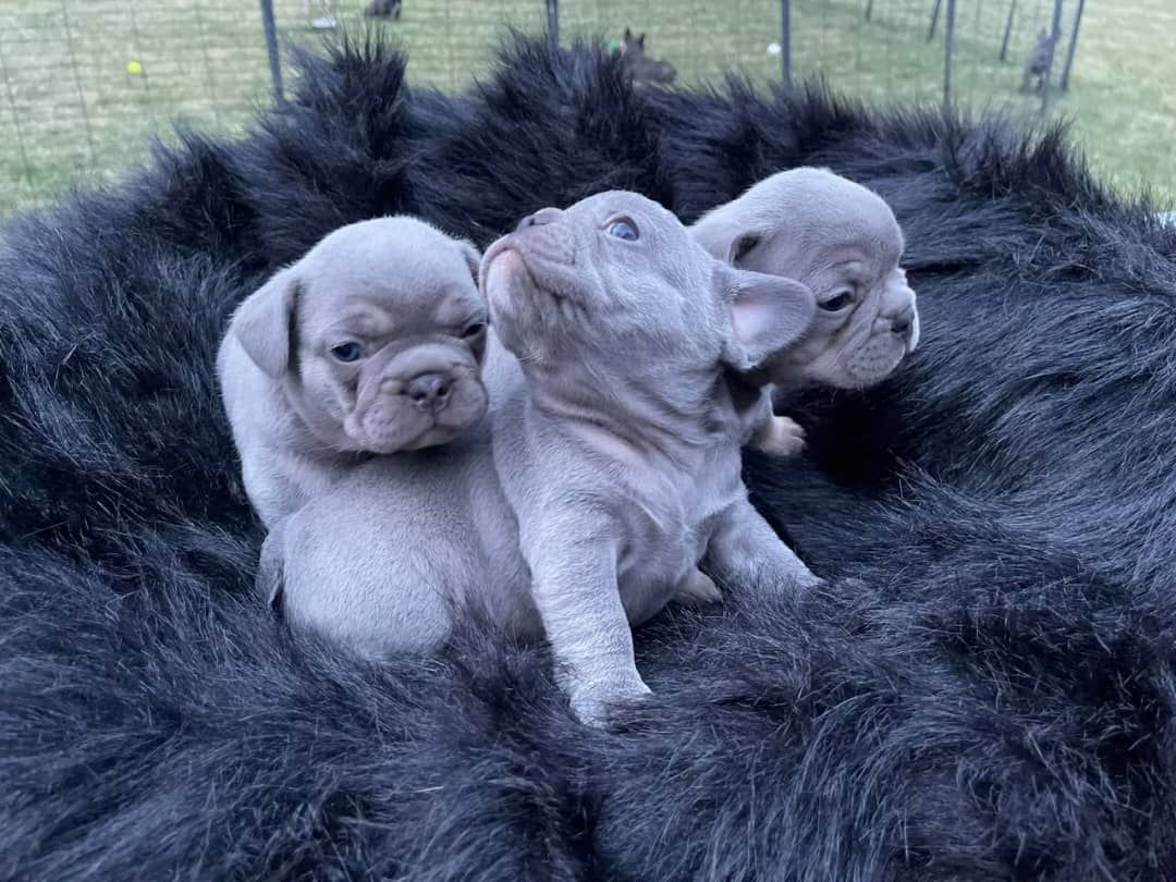 Blaue französische Bulldoggenwelpen (weiblich) Blaue französische Bulldoggenwelpen (weiblich)