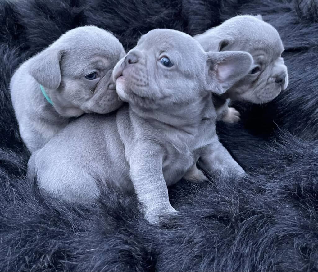 Blaue französische Bulldoggenwelpen (weiblich) Blaue französische Bulldoggenwelpen (weiblich)