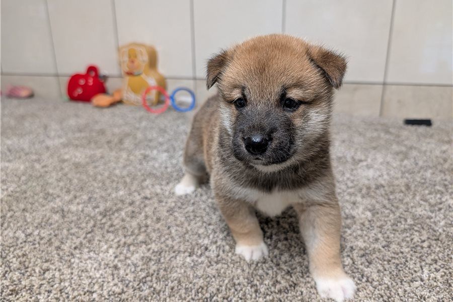 Shiba Inu-Welpen zur Adoption verfügbar