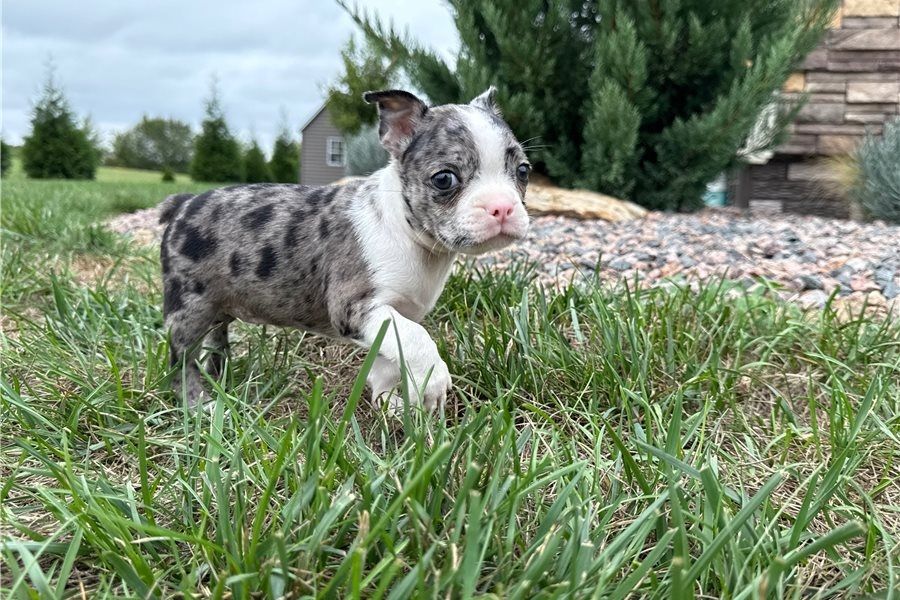 Bonnie ist ein wunderschöner Boston Terrier Bonnie ist ein wunderschöner Boston Terrier