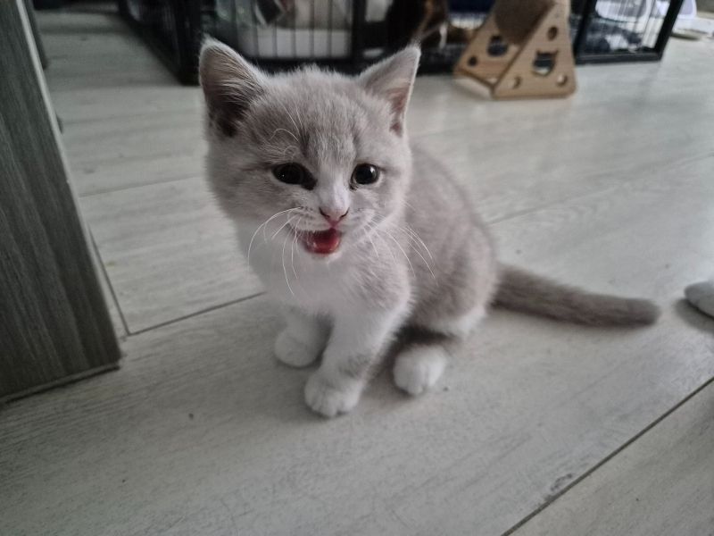 Britisch Kurzhaar (Rüden und Hündinnen)