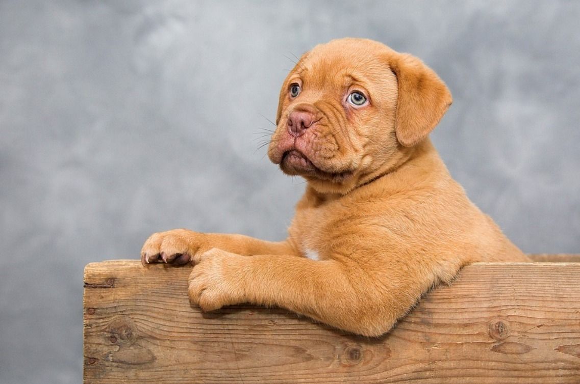 Bordeauxdoggen Welpen mit Ahnentafel Bordeauxdoggen Welpen mit Ahnentafel