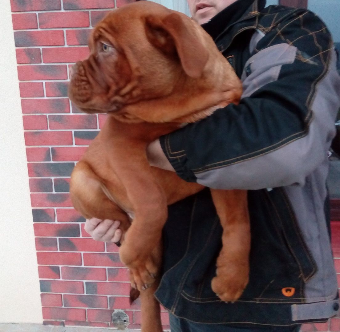 Bordeauxdoggen Welpen mit Ahnentafel Bordeauxdoggen Welpen mit Ahnentafel