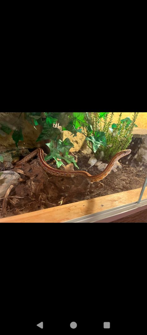 Kornnatter Pärchen abzugeben