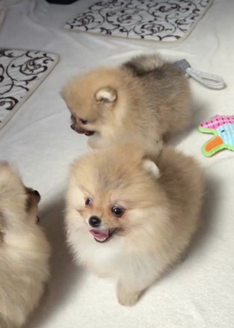 Pomeranian Zwergspitz Welpe