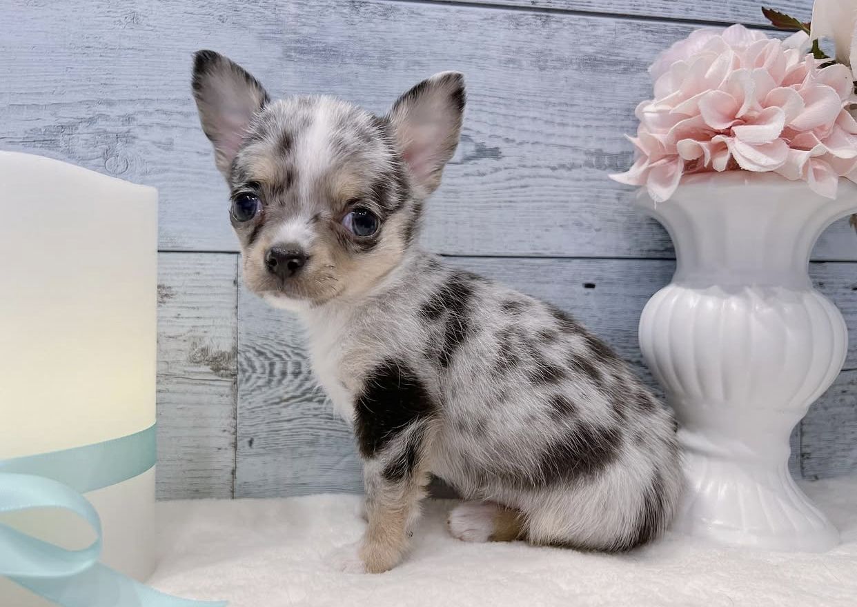 Nur noch 2 Chihuahua-Welpen verfügbar!