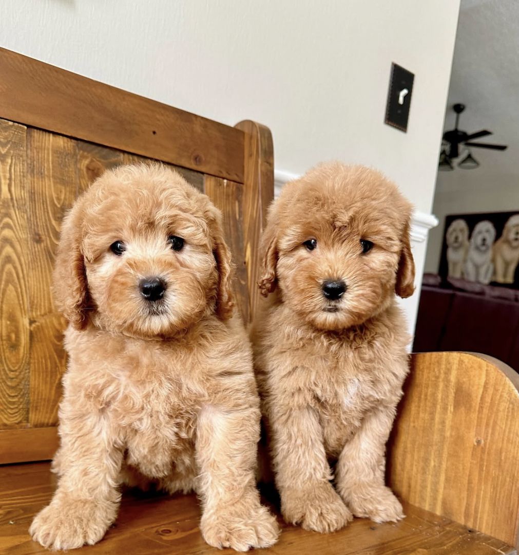 Hochwertige koreanische Maltipoos