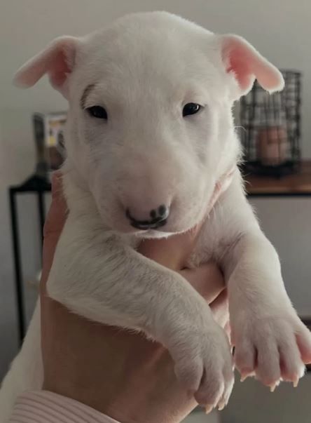 Mini Bullterrier Welpen aus Familienzucht