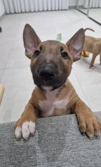 Mini Bullterrier Welpen aus Familienzucht