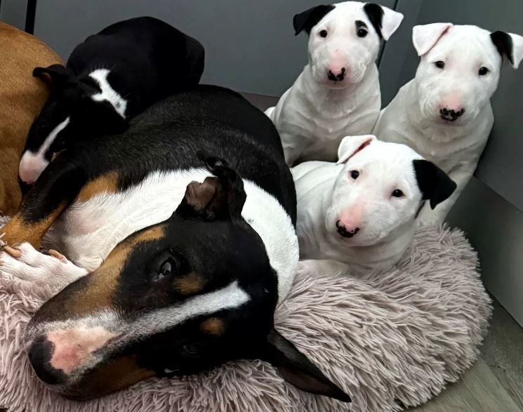 Mini Bullterrier Welpen aus Familienzucht