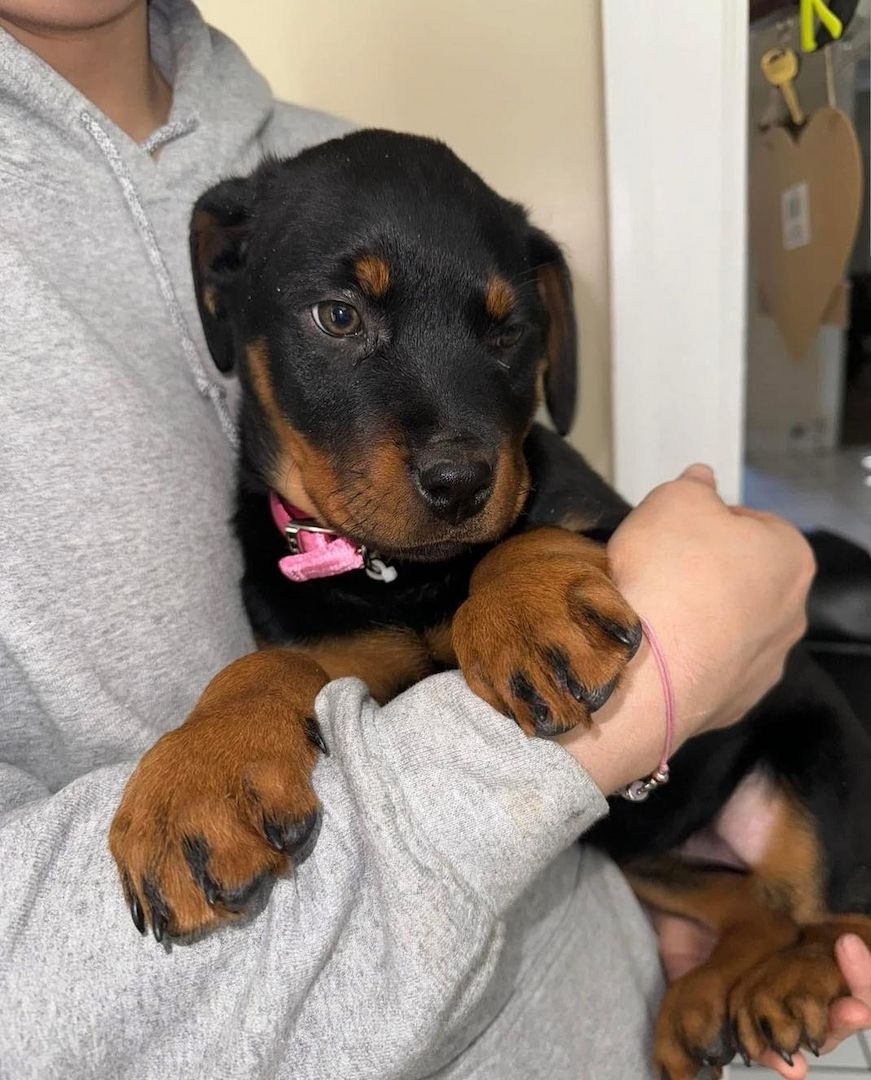 Wunderschöne Rottweilerhündin.