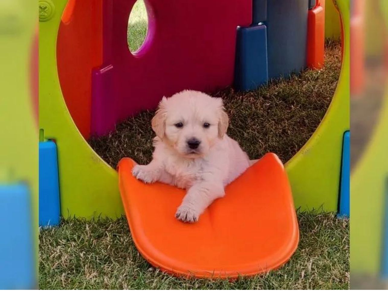 Golden Retriever Welpen – Rüde und Hündin