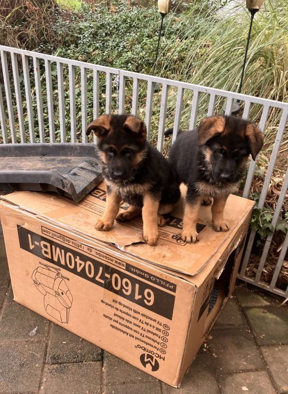Deutsche Schäferhundwelpen
