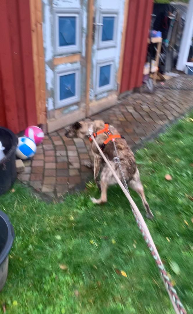 Kastriert Rüde 8 Jahre alt