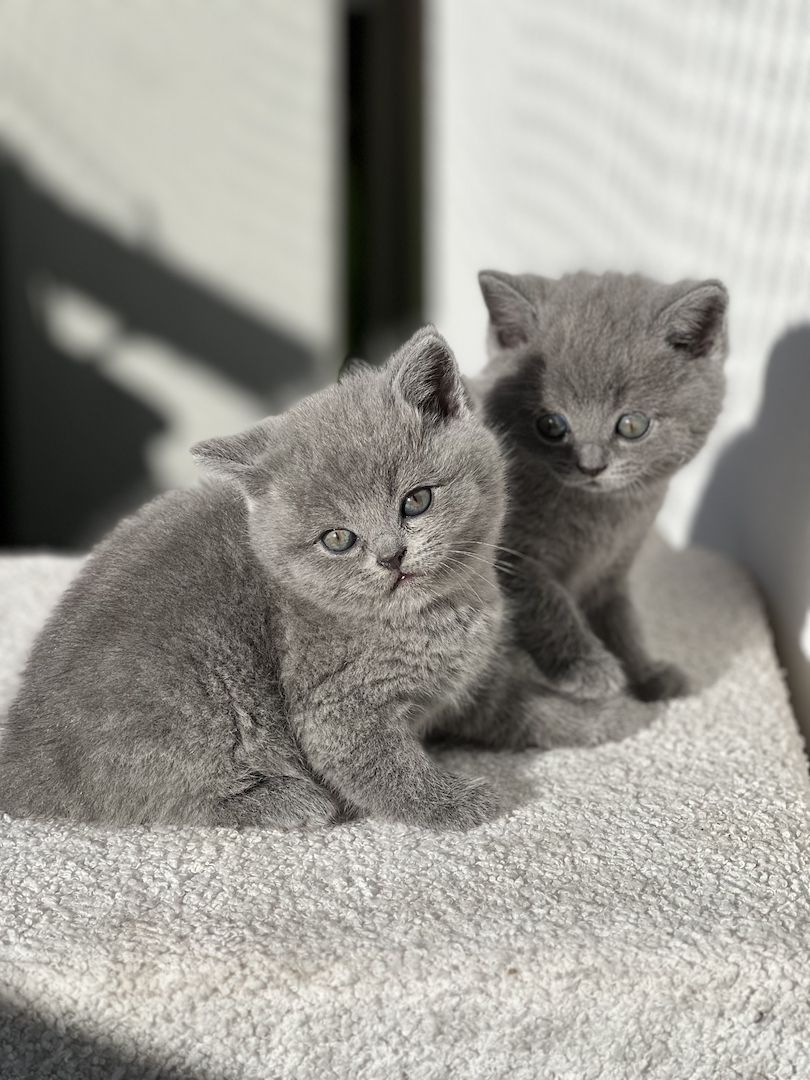British Kurzhaar Katzenbabys