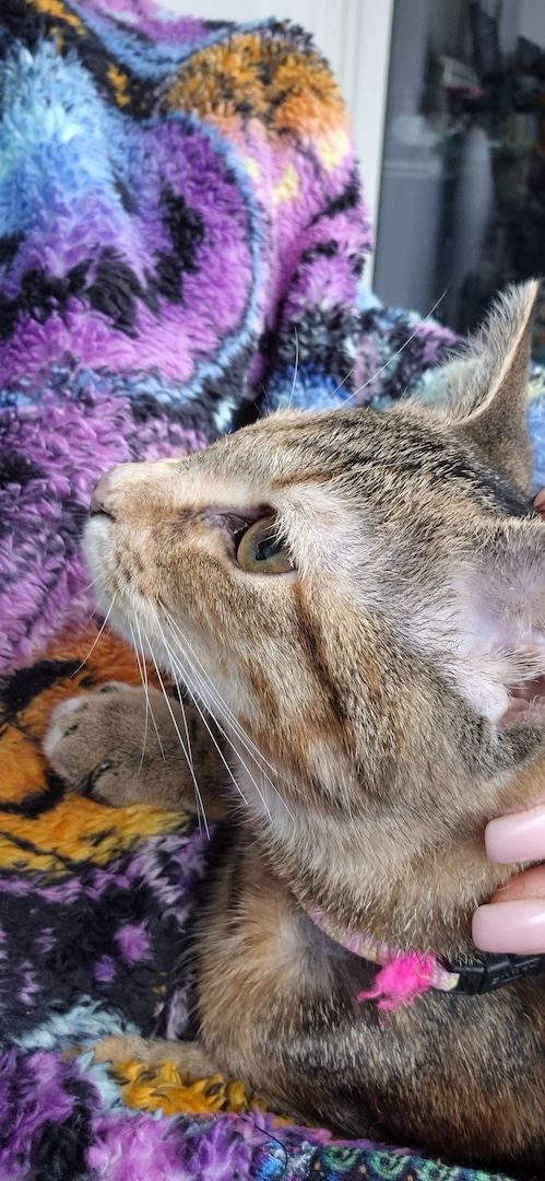 Hübsches junges Kätzchen