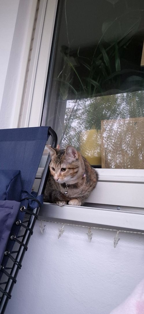 Hübsches junges Kätzchen