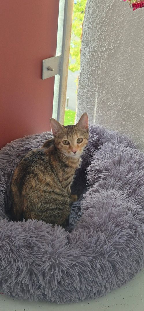 Hübsches junges Kätzchen