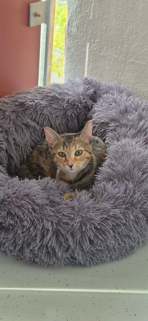 Hübsches junges Kätzchen