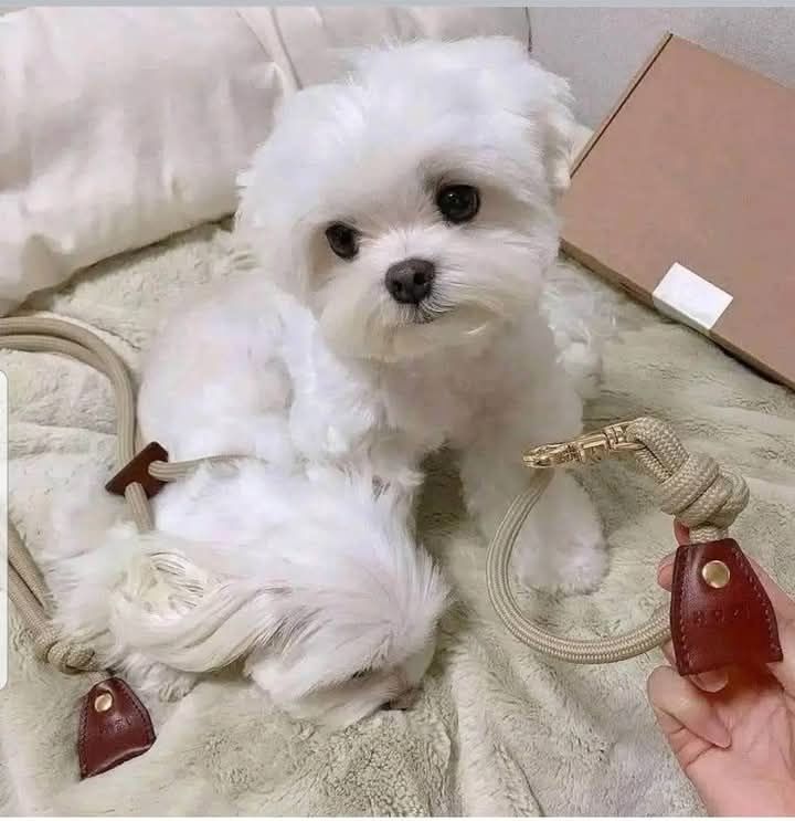 Wir haben gesunde Malteserwelpen. 