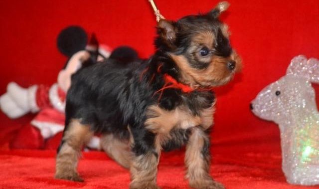 Yorkshire Terrier Welpen abzugeben – 2 Monate alt